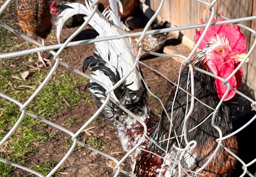 23-03-17 10-18-11 4874